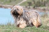LHASSA APSO 077